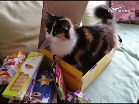 Как выбрать правильный подарок? Утро Губернии