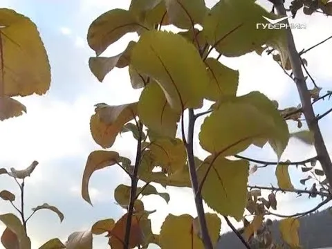 Что делать с деревьями осенью. Дачные советы