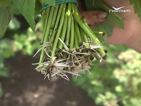 Как правильно посадить смородину. Дачные советы