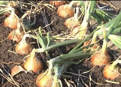 Как вырастить хорошую рассаду лука и сельдерея. Дачные советы 