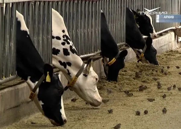 В Самарской области меняются правила получения фермерских субсидий на молоко