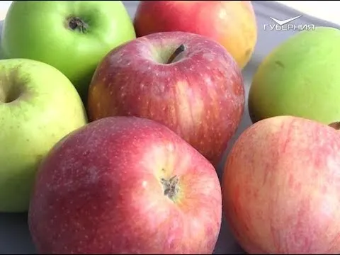 Яблоки. Сохраняйте чек