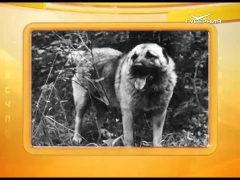 Календарь губернии 17.10.2015