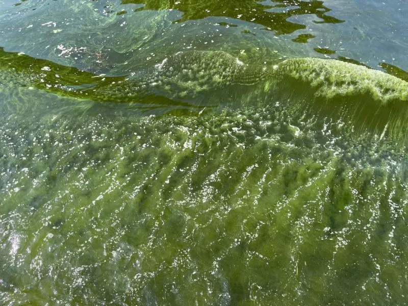 Вода в волге