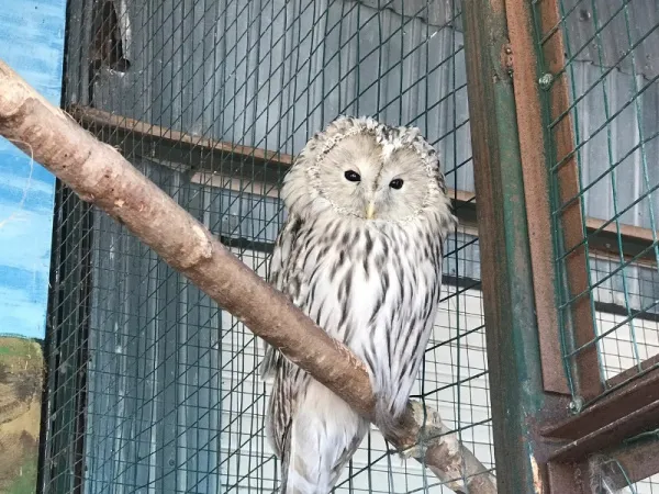 В Самаре отметили Всемирный день защиты животных