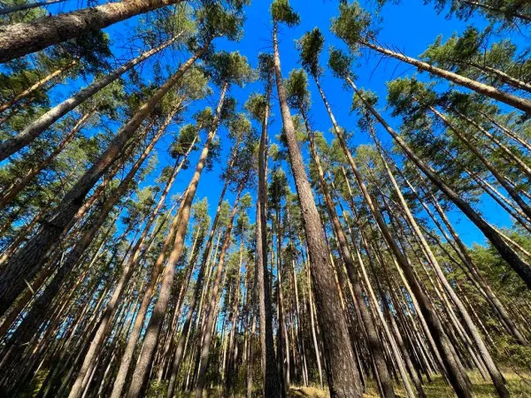 В Самарской области продолжается обработка лесов от прожорливых вредителей