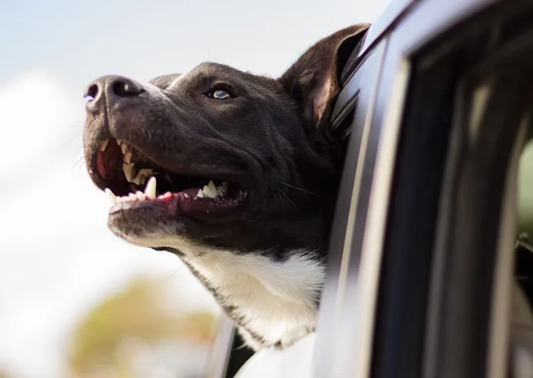 Эксперты рассказали, как перевозить в машине домашних животных