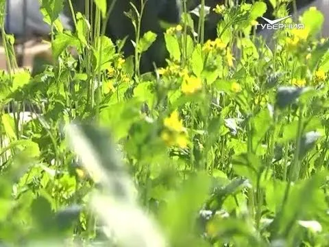 Как ухаживать за садом в октябре. Дачные советы