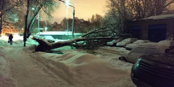 Упавшее в Самаре дерево повредило сразу несколько автомобилей 