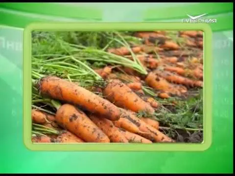 Календарь губернии 01.05.2017