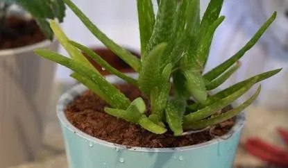 Пересаживаем комнатные растения правильно. Дачные сезоны