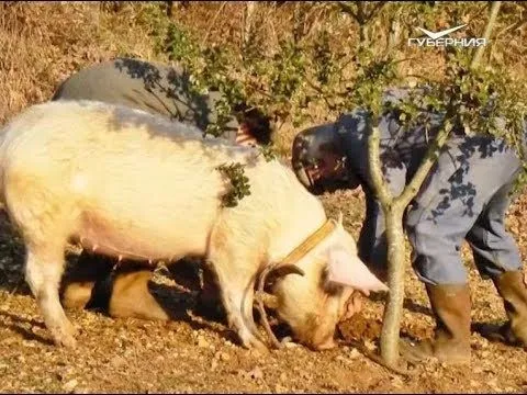 Встречаем Год желтой свиньи. Утро Губернии