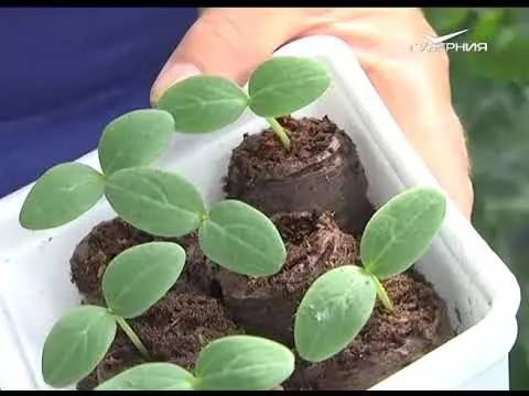 Как применять удобрения для тепличных овощей. Дачные советы