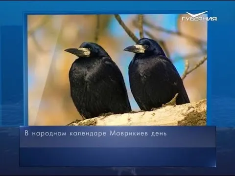 Маврикиев день. Календарь губернии от 7 марта