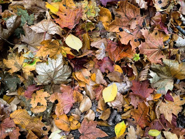 Погода на 8 октября 2025 года: народные приметы и прогноз синоптиков