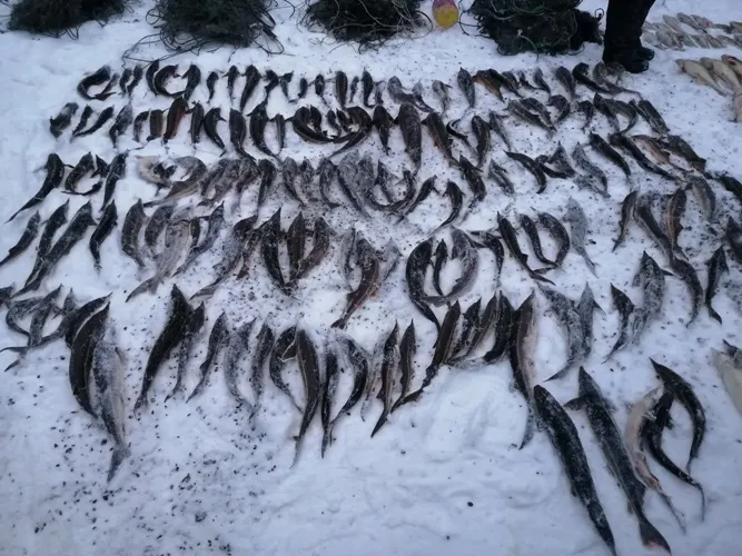 Краснокнижный улов: в Самарской области задержали браконьеров с сотнями редких рыб