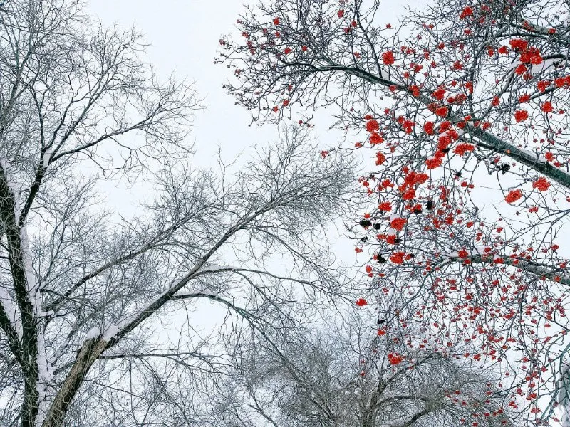 В Самарской области 5 декабря ударят морозы и образуется гололед