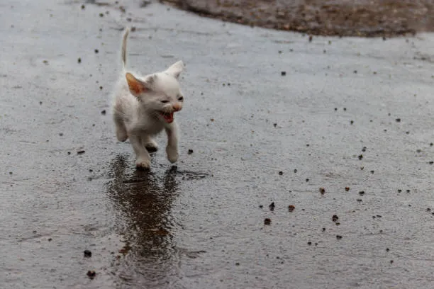 Упал котенок со стола