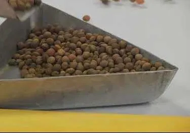 Специалисты регионального Россельхозцентра рассказали, что поможет добиться рекордного урожая