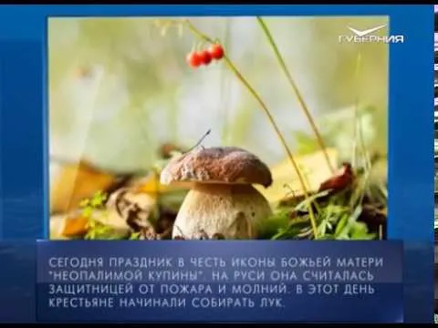 Календарь губернии 17.09.2017