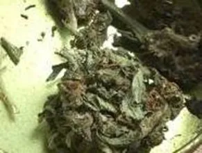 Взращивал под лампами: житель Самары разбил "плантацию" конопли