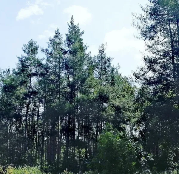 Сергей Анташев: ситуацию с экологией в промышленном Тольятти держу на личном контроле