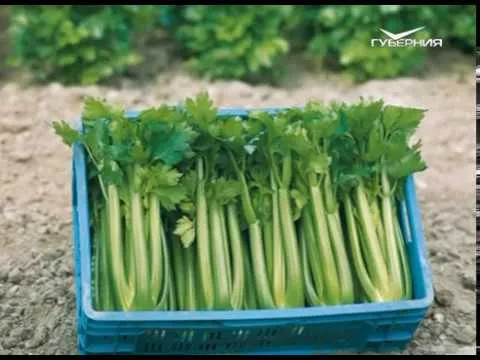 Подготовка к посевной. Дачные советы от 18.01.2018