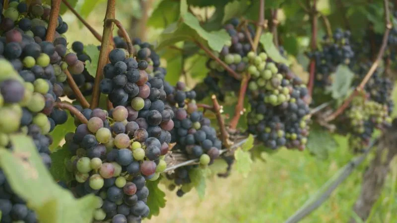 Когда делать обрезку винограда осенью 2023: пошаговая схема