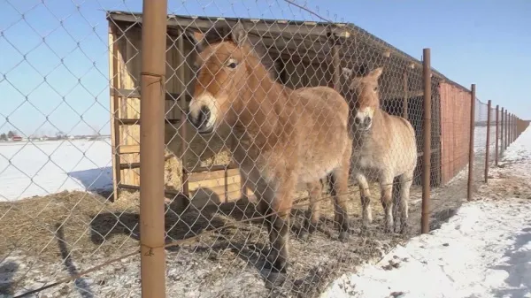 В Кинельском районе ожидается первое потомство от краснокнижных лошадей Пржевальского