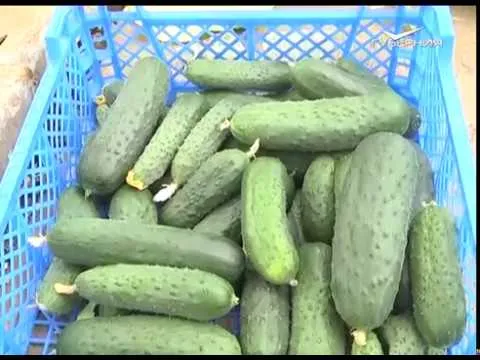 Что удалось вырастить в год Меркурия. Дачные советы