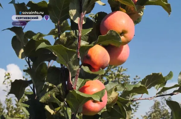 В Самарской области начался сбор яблок