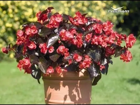 Какие цветы привлекут в дом удачу. Утро Губернии