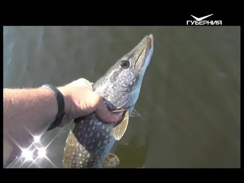 Первая рыбалка после запрета. Рыбацкое счастье