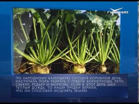 Календарь губернии 26.09.2017