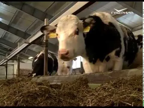 Новости Губернии от 16.08.2018