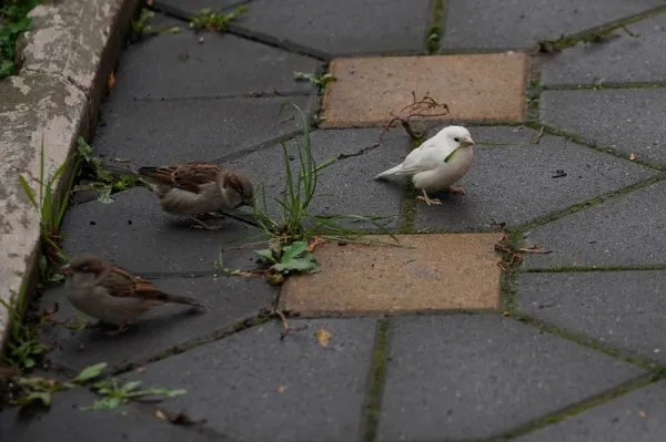 "Не такой, как все": самарский фотограф запечатлел в городе белого воробья