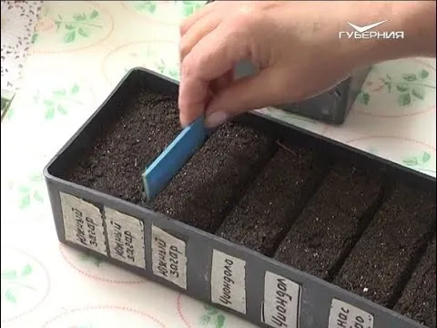 Разбор главных ошибок при посеве. Дачные советы