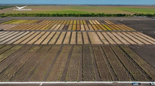 Аграрии, объединяйтесь: Самарскую область посетили фермеры из Татарстана