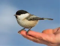 Итоги фотоконкурса Большой год подвели в Жигулёвске