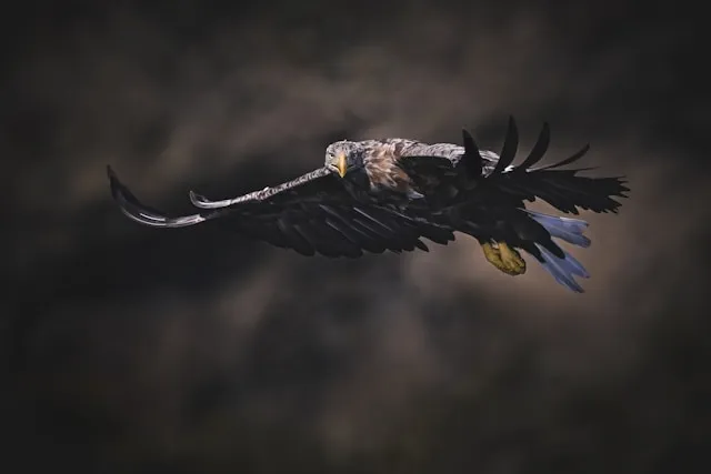 В Поволжье спасли краснокнижного орла-могильника