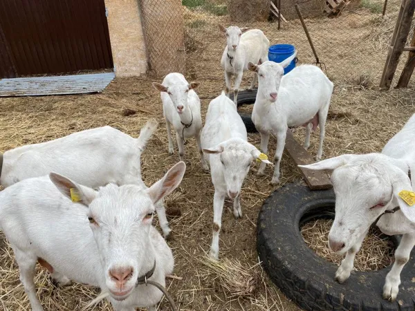 В Самарской области фермеры получили гранты по программе "Агростартап-Регион"