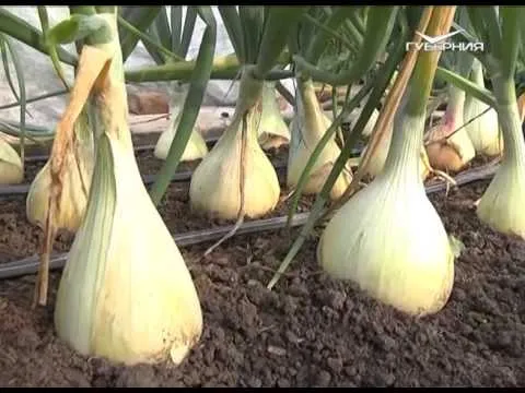 Дачные советы 25.02.2016