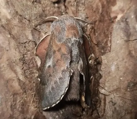 В Поволжье нашли новый вид бабочек