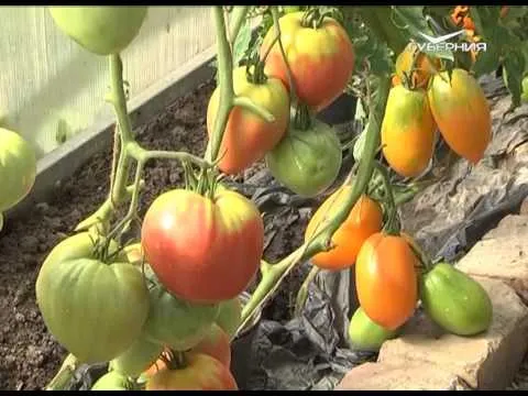 Дачные советы 27.07.2017. Пасынкование