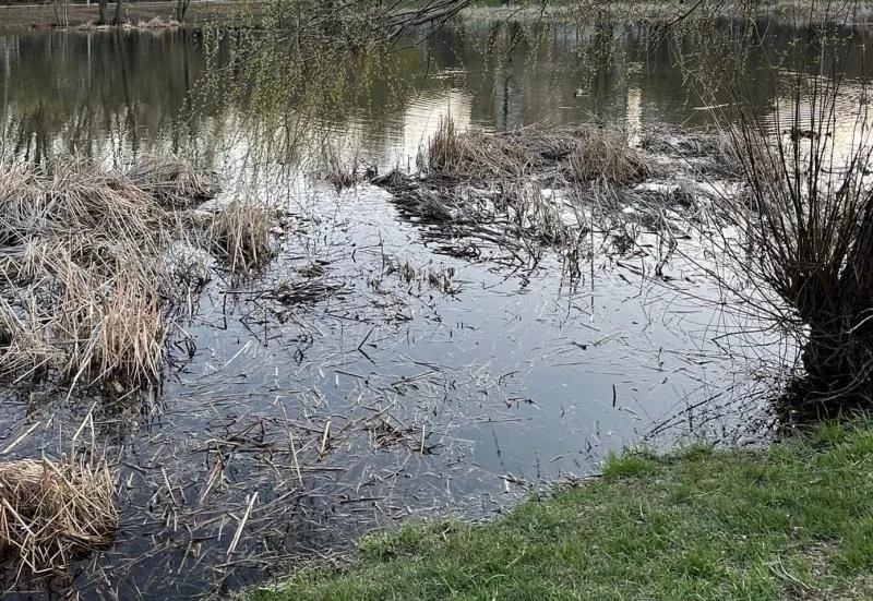 Водоем для уток своими руками, пруд на участке для гусей (фото и видео)