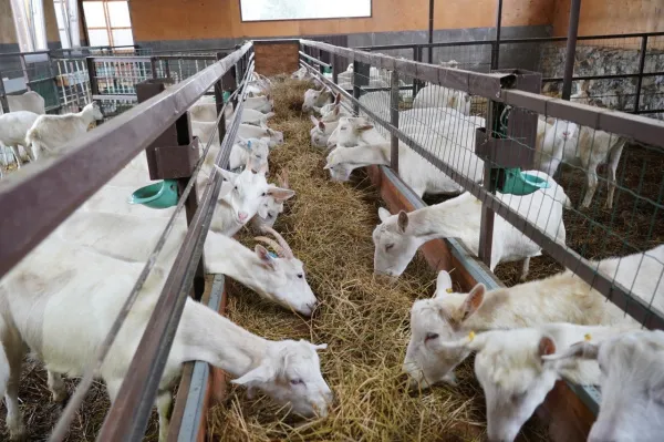 В Самарской области стартовал третий поток образовательной программы "Школа фермера"