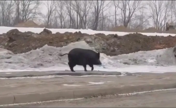 В Самаре по улице Шоссейной бегает дикий кабан