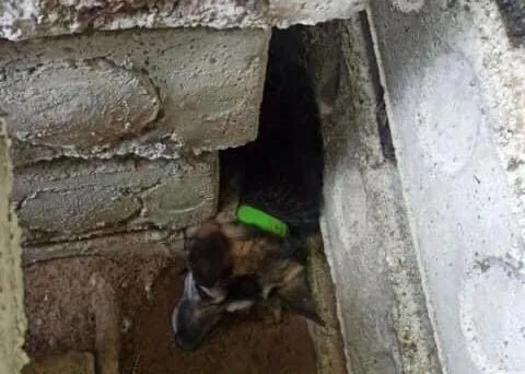 В Тольятти спасатели вызволили упитанную собаку из заточения