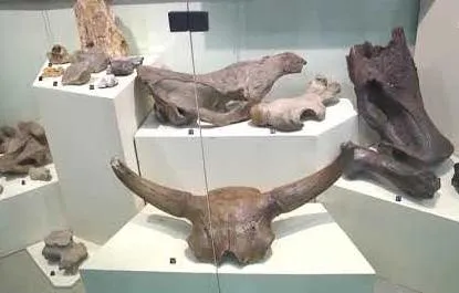 Краеведческий музей Сызрани. Народное признание