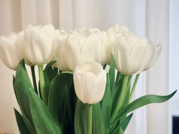 Вячеслав Федорищев обратился к жительницам Самарской области по случаю Международного женского дня